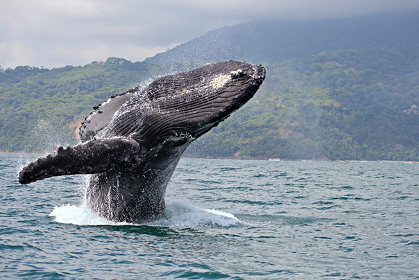 Whales arriving to Samana Bay, north of DR